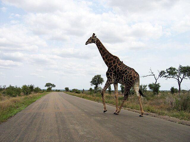 Giraffe at Kruger National park, SA